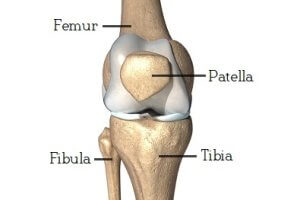 knee anatomy